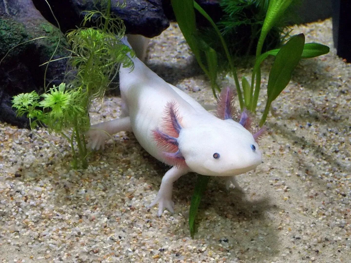 Imagem do Axolote